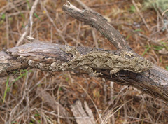 Mokopirirakau granulatus