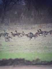 Anser serrirostris rossicus