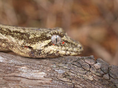Mokopirirakau granulatus