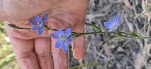 tall sun orchid (Thelymitra media)