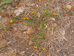 Lotus suaveolens