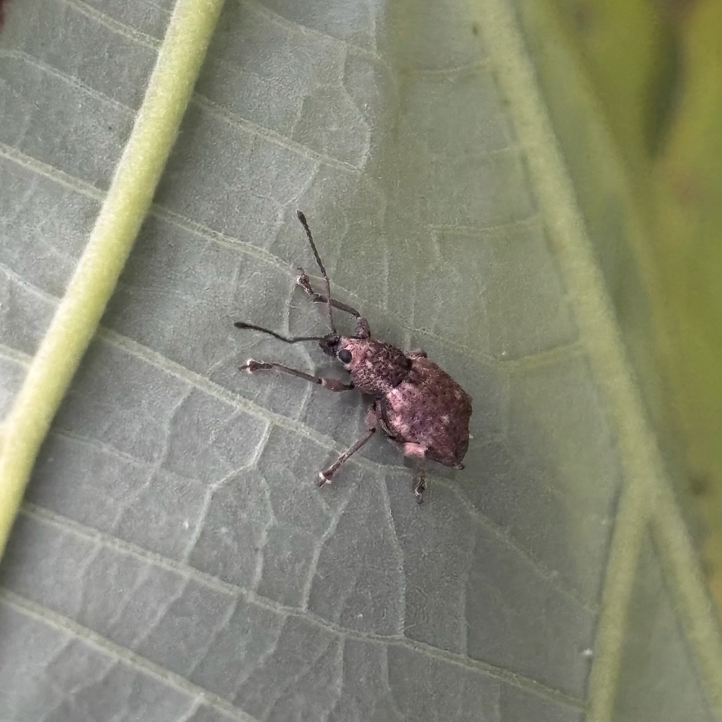 Lophothetes convexus