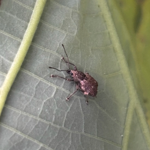 Lophothetes convexus