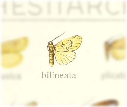 Graphosia bilineata