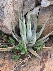 Aloe pienaarii