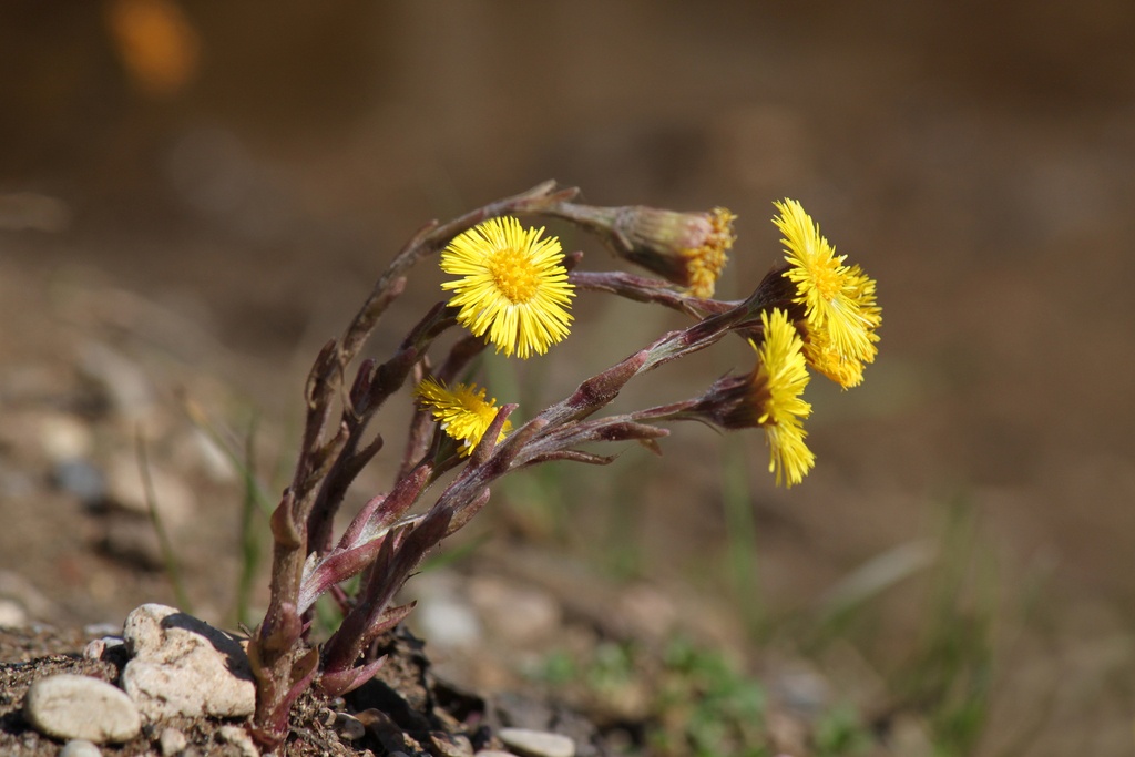 Tussilago farfara — a medium houseplant, prefers partial sun light
