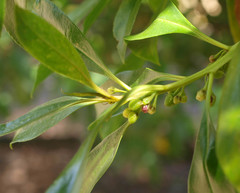 Myoporum aff insulare × laetum