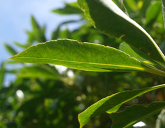 Myoporum aff insulare × laetum