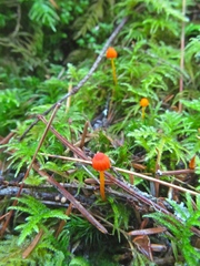Mycena strobilinoidea
