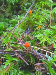 Mycena strobilinoidea