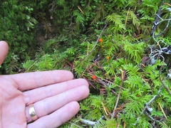 Mycena strobilinoidea