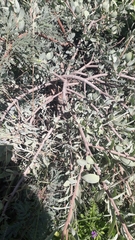 Agelanthus natalitius zeyheri