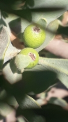 Agelanthus natalitius zeyheri