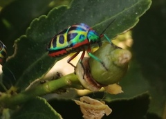 Calidea dregii