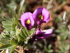 Swainsona canescens