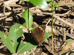 Junonia pacoma