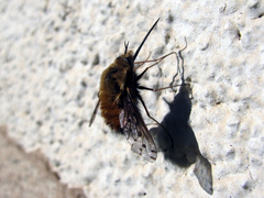 Bombylius discolor