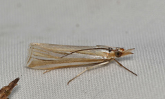 Hednota relatalis
