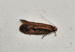 Leptocroca sanguinolenta