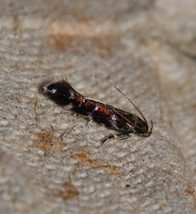Stagmatophora argyrostrepta