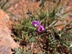 Swainsona canescens