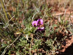 Swainsona canescens