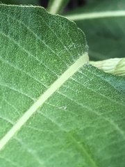 Persicaria attenuata
