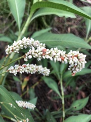Persicaria attenuata