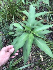 Persicaria attenuata