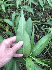 Persicaria attenuata