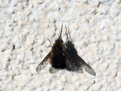 Bombylius discolor