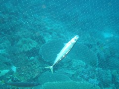 Decapterus