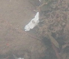 Doriprismatica atromarginata