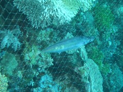 Decapterus