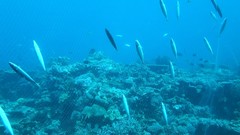 Decapterus