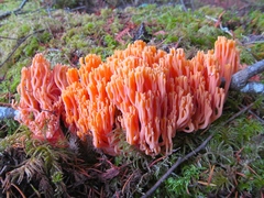 Ramaria cyaneigranosa