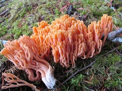 Ramaria cyaneigranosa
