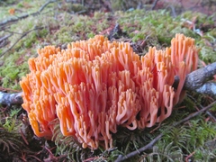 Ramaria cyaneigranosa