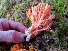Ramaria cyaneigranosa