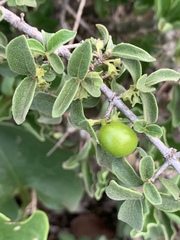 Vangueria macrocalyx