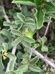Vangueria macrocalyx