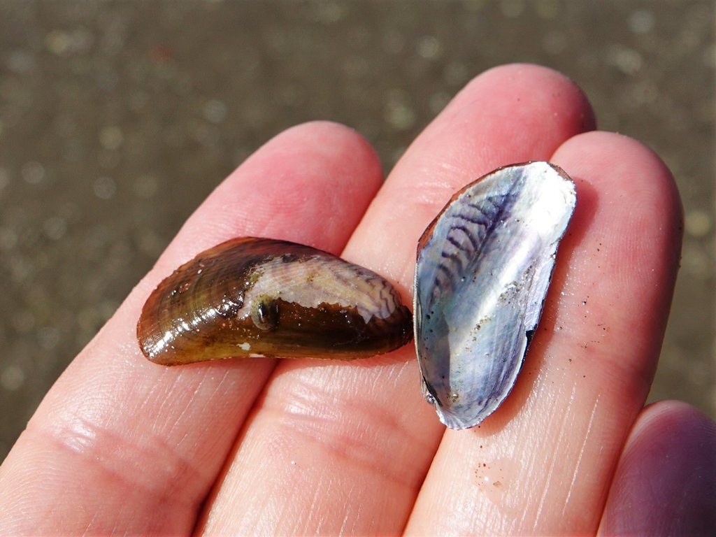 Asian Date Mussel from Herrings Cove, Titirangi, Auckland, New Zealand