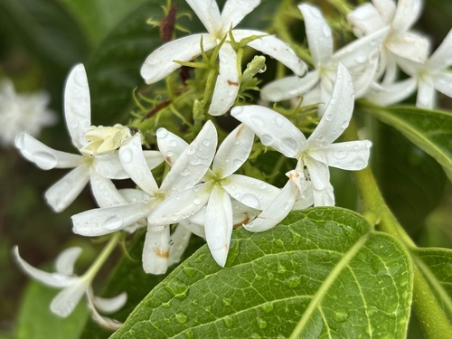 indrajao