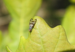 Otites centralis