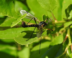 Ctenophorinae