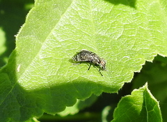 Platystoma