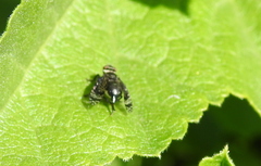 Platystoma