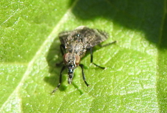Platystoma