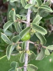 Vangueria macrocalyx