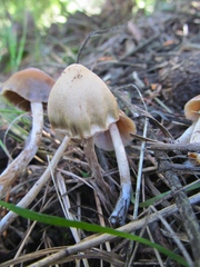 Psilocybe pelliculosa